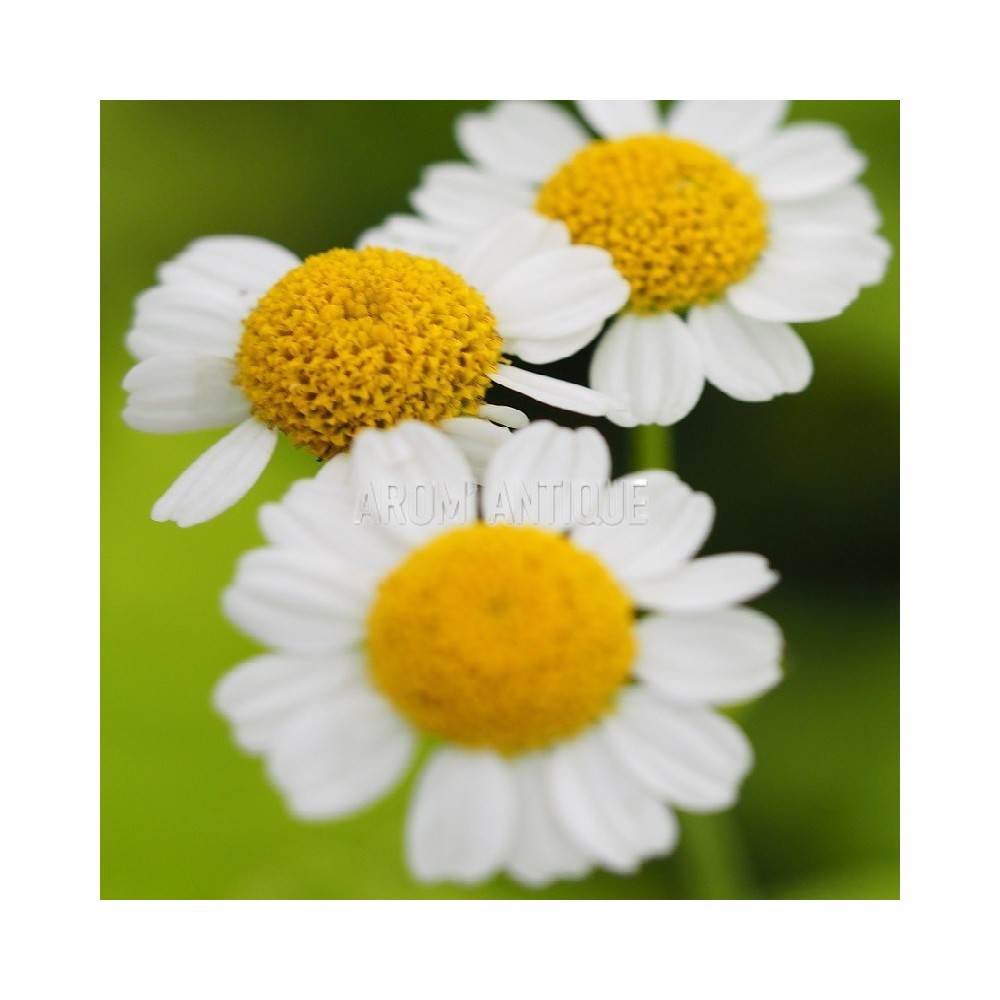 Camomille dorée bio, Tanacetum parthenium 'Aureum'. Arom'antique.