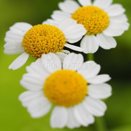 Camomille dorée bio, Tanacetum parthenium 'Aureum'. Arom'antique.