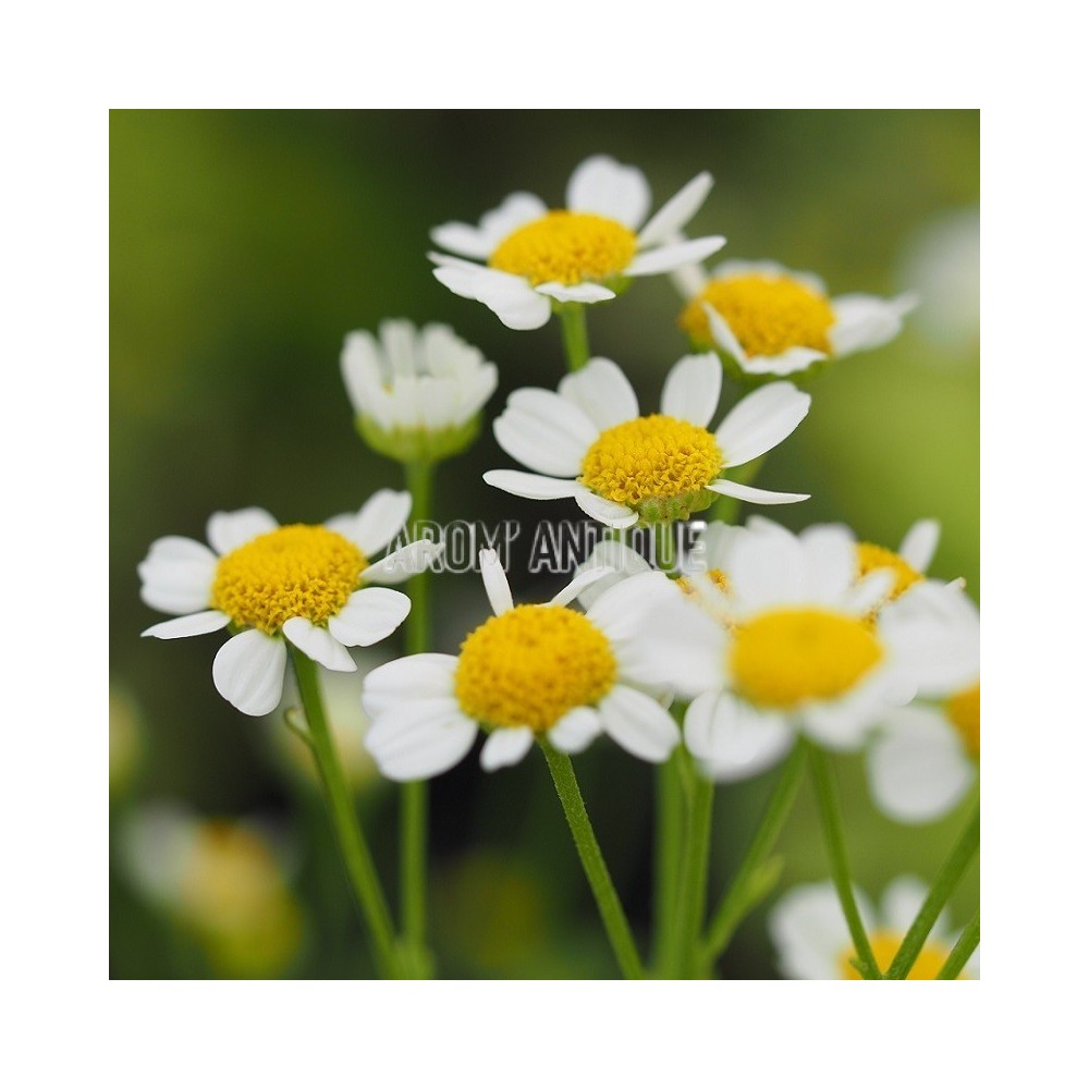 Camomille dorée bio, Tanacetum parthenium 'Aureum'. Arom'antique.