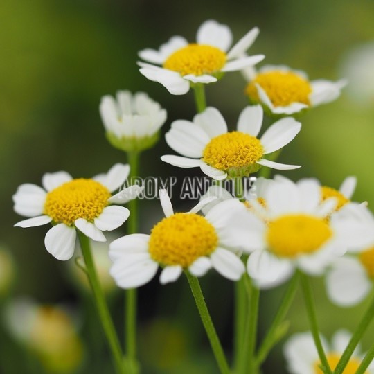 Camomille dorée bio, Tanacetum parthenium 'Aureum'. Arom'antique.