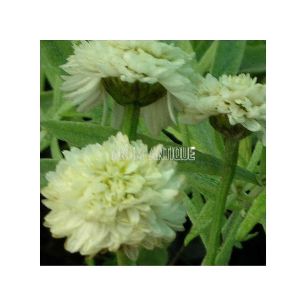 Fleurs de camomille romaine, floraison double