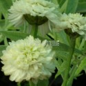 Fleurs de camomille romaine, floraison double