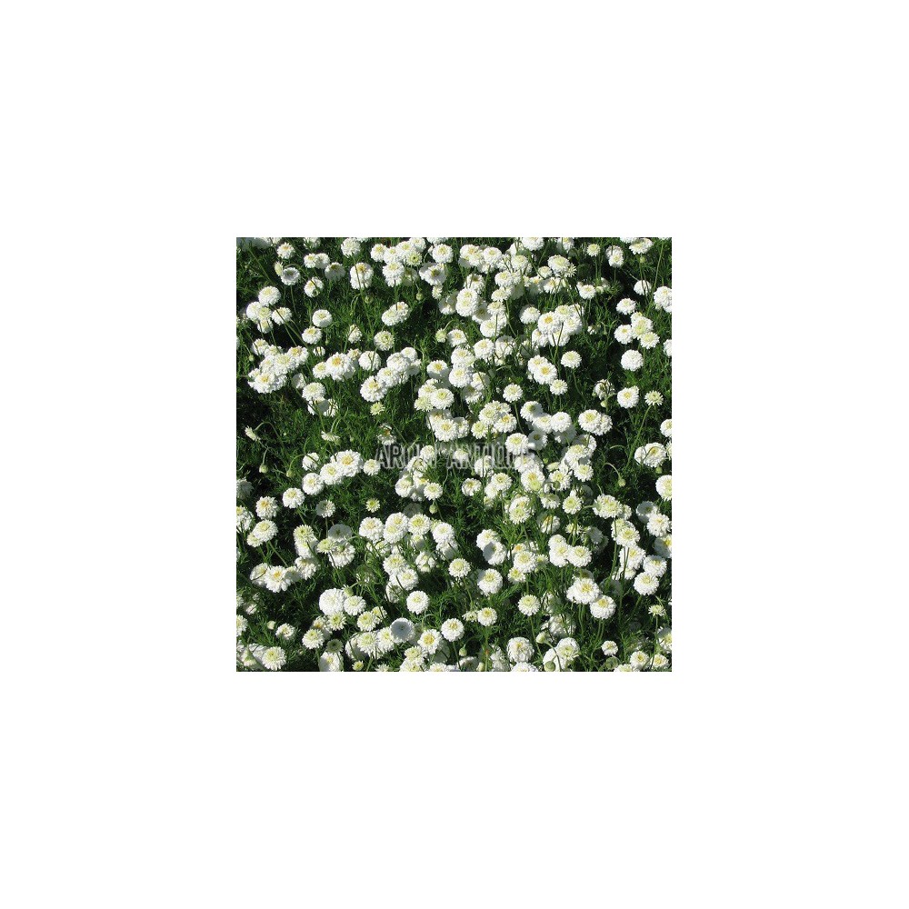 Multitude de fleurs de camomille romaine à fleurs doubles.