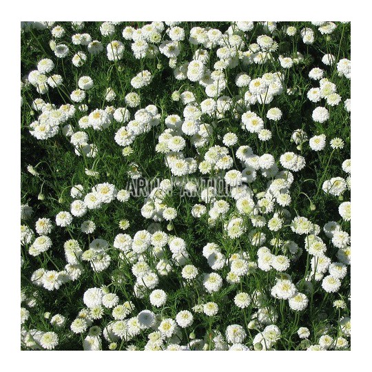 Multitude de fleurs de camomille romaine à fleurs doubles.