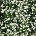 Multitude de fleurs de camomille romaine à fleurs doubles.