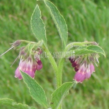 Consoude de Russie, grande consoude, Symphytum x uplandicum. 2