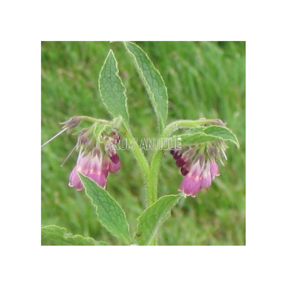 Consoude de Russie, grande consoude, Symphytum x uplandicum.