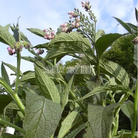 Consoude de Russie, grande consoude, Symphytum x uplandicum.