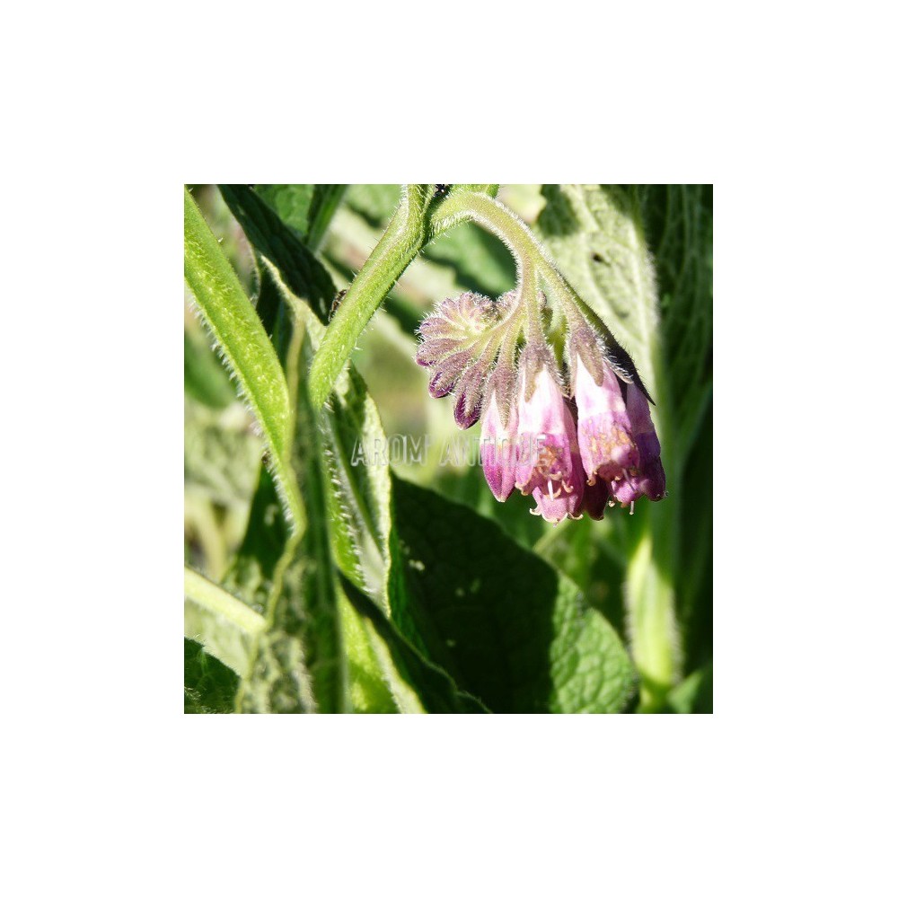 Consoude de Russie, grande consoude, Symphytum x uplandicum.
