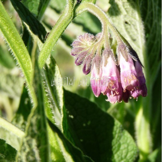 Consoude de Russie, grande consoude, Symphytum x uplandicum.