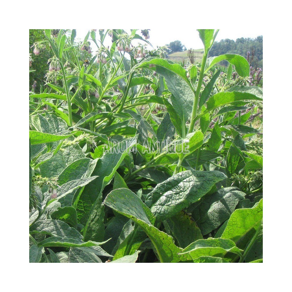 Consoude de Russie, grande consoude, Symphytum x uplandicum.