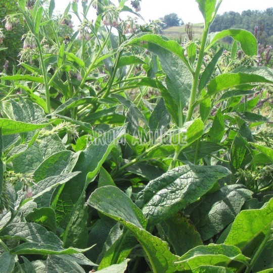 Consoude de Russie, grande consoude, Symphytum x uplandicum.