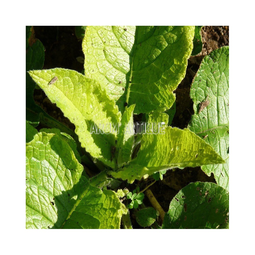 Consoude dorée, Symphytum ibericum 'All Gold', Arom'antique.