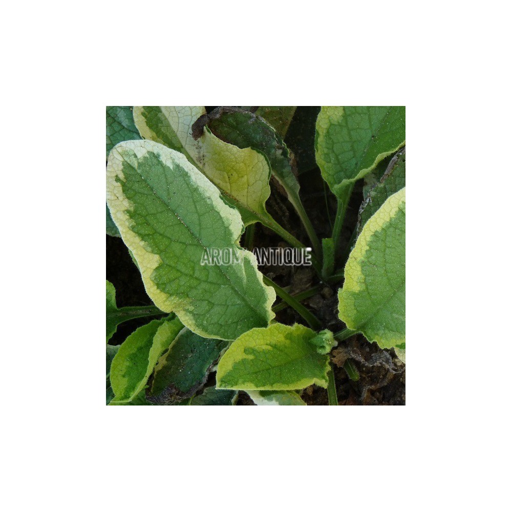 Consoude panachée, Symphytum 'Goldsmith', Arom'antique, aromatique bio