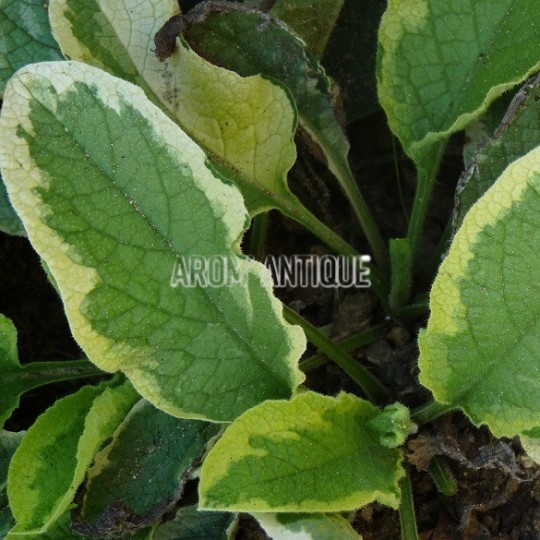 Consoude panachée, Symphytum 'Goldsmith', Arom'antique, aromatique bio
