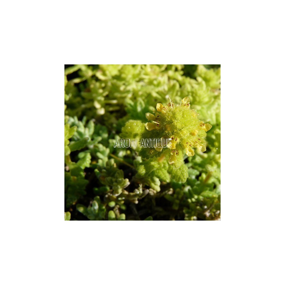 Germandrée dorée, Teucrium aureum. Arom'antique, 450 aromatiques bio.
