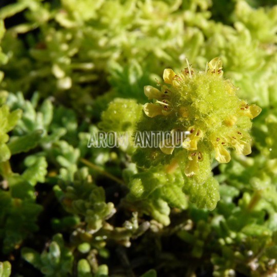Germandrée dorée, Teucrium aureum. Arom'antique, 450 aromatiques bio.
