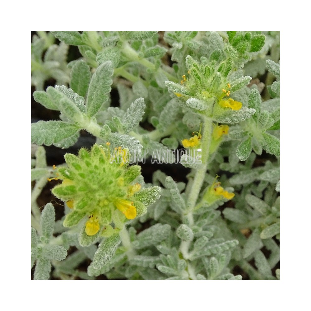Germandrée dorée, Teucrium aureum. Arom'antique, 450 aromatiques bio.