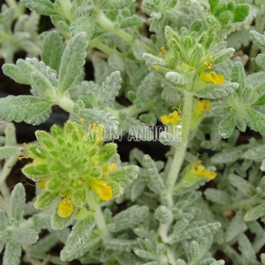 Germandrée dorée, Teucrium aureum. Arom'antique, 450 aromatiques bio.
