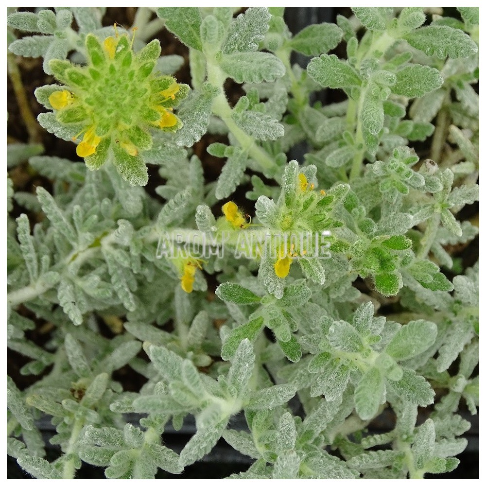 Germandrée dorée, Teucrium aureum. Arom'antique, 450 aromatiques bio.