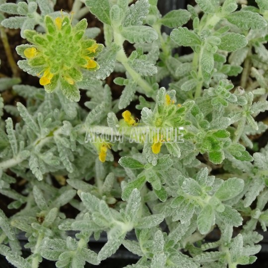 Germandrée dorée, Teucrium aureum. Arom'antique, 450 aromatiques bio.