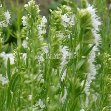 Hysope blanche, Hyssopus officinalis 'Albus', Arom'antique, aromatique 2