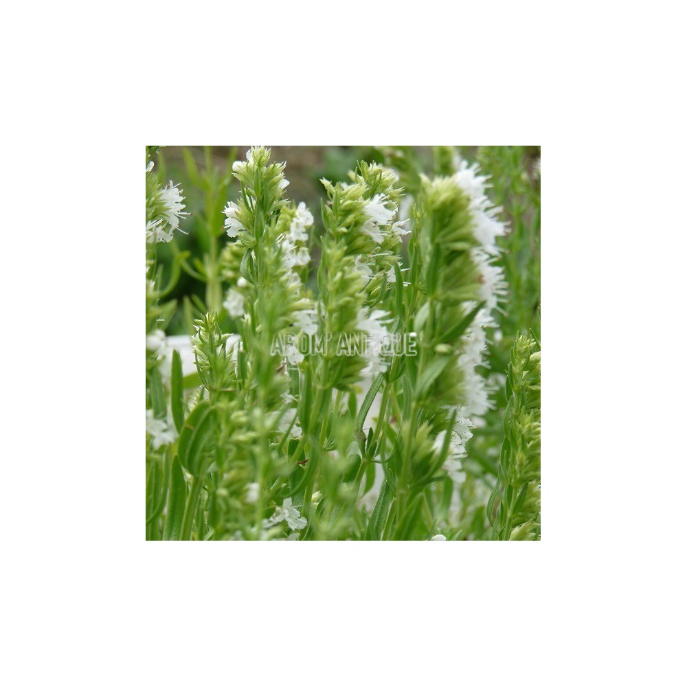 Hysope blanche, Hyssopus officinalis 'Albus', Arom'antique, aromatique