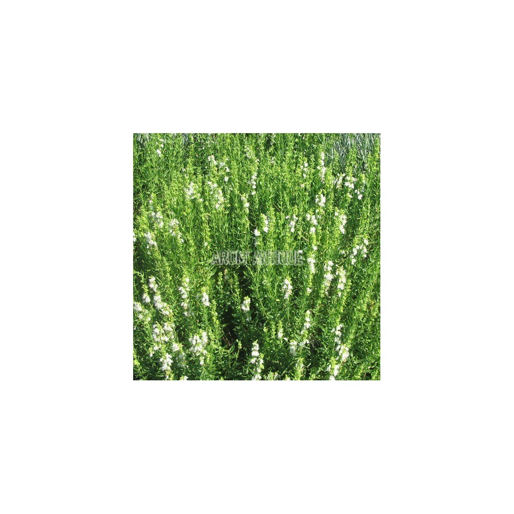 Hysope blanche, Hyssopus officinalis 'Albus', Arom'antique, aromatique