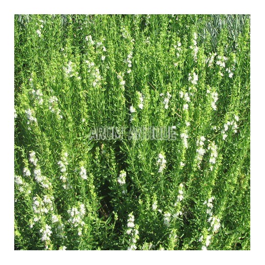 Hysope blanche, Hyssopus officinalis 'Albus', Arom'antique, aromatique