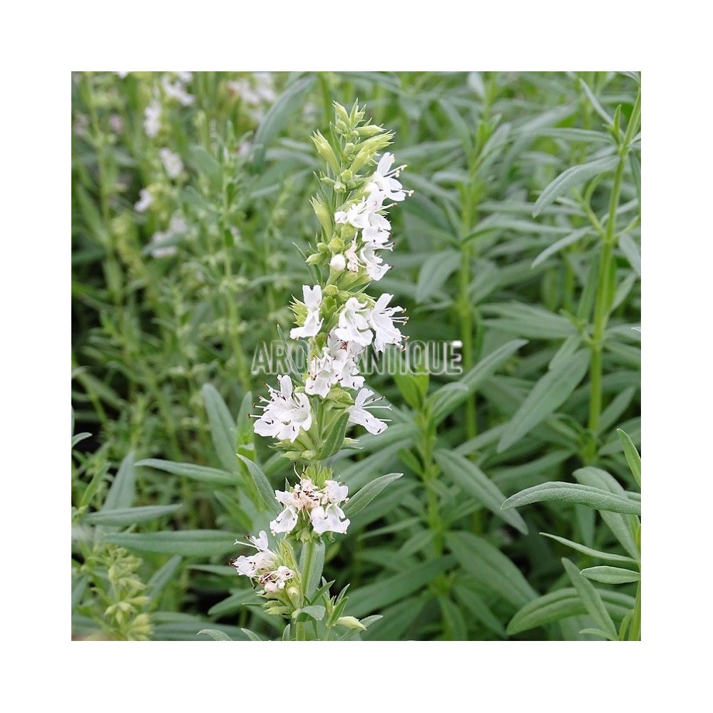 Hysope blanche, Hyssopus officinalis 'Albus', Arom'antique, aromatique