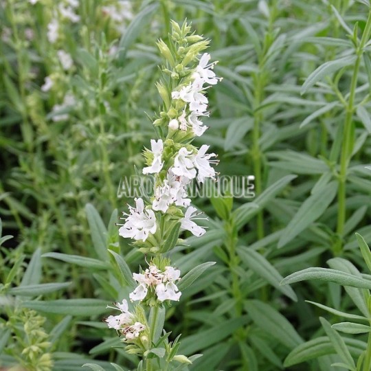 Hysope blanche, Hyssopus officinalis 'Albus', Arom'antique, aromatique