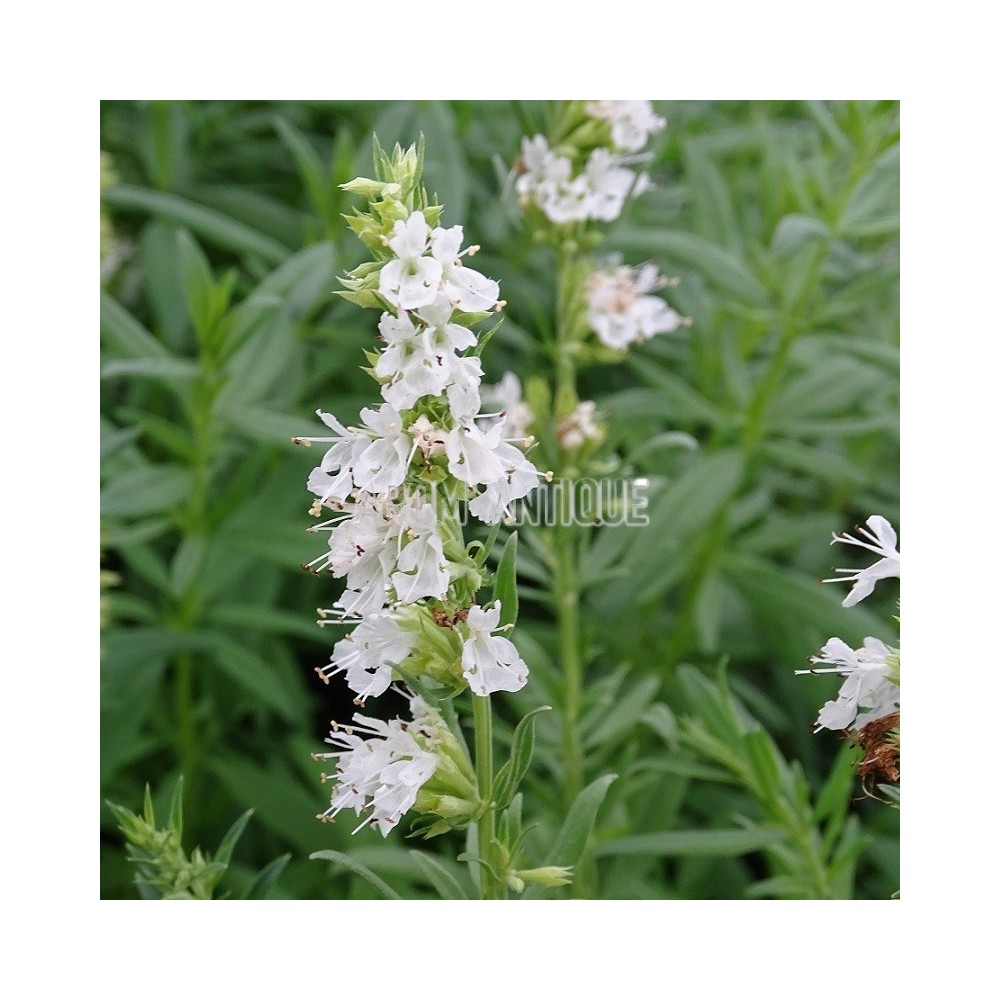 Hysope blanche, Hyssopus officinalis 'Albus', Arom'antique, aromatique