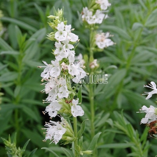 Hysope blanche, Hyssopus officinalis 'Albus', Arom'antique, aromatique