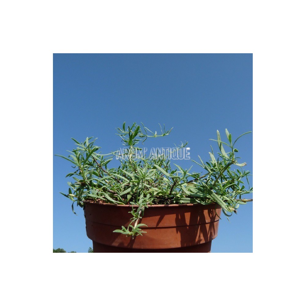 Hysope rampante, Hyssopus officinalis var.decumbens, Arom'antique.