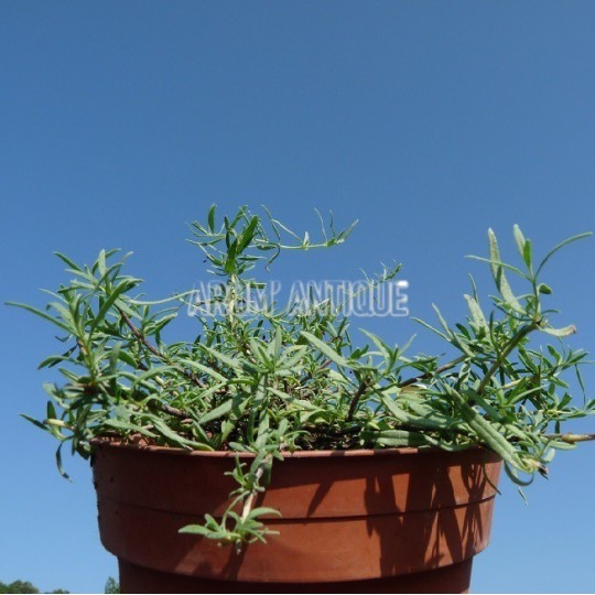 Hysope rampante, Hyssopus officinalis var.decumbens, Arom'antique.