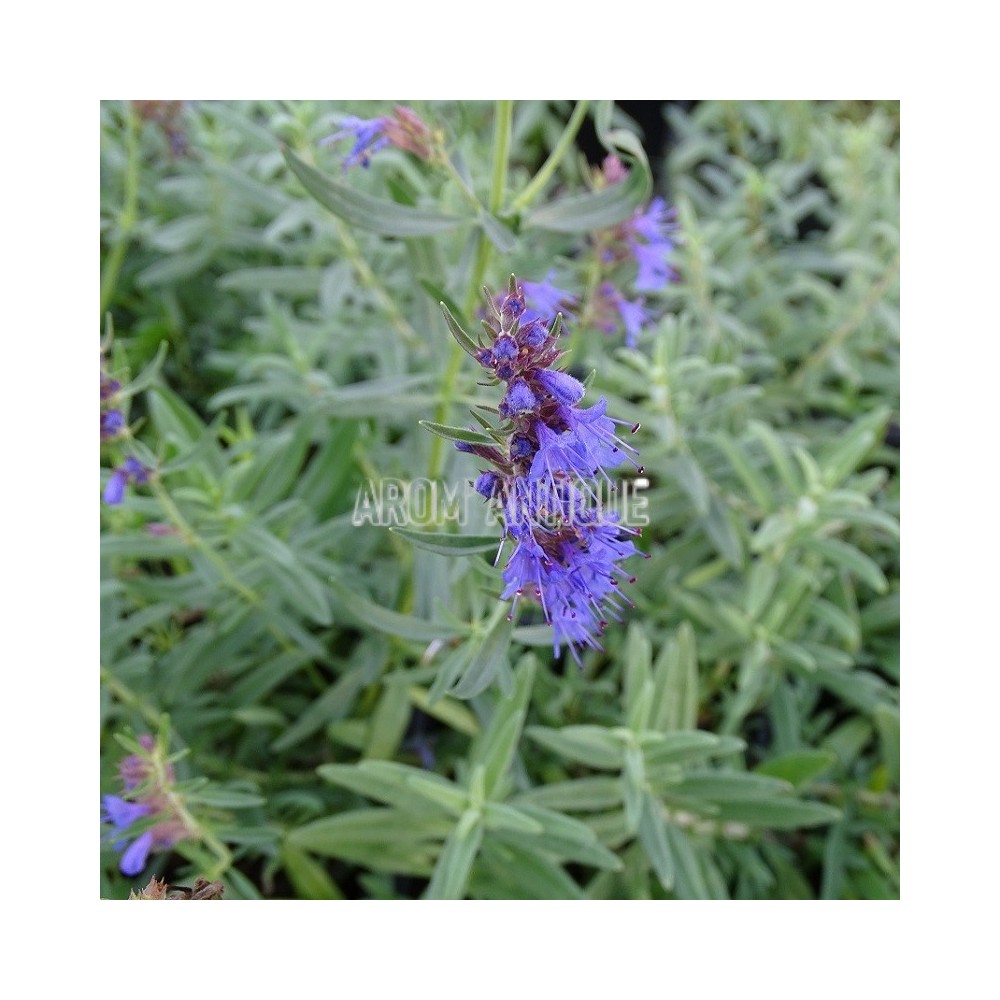 Hysope rampante, Hyssopus officinalis var.decumbens, Arom'antique.