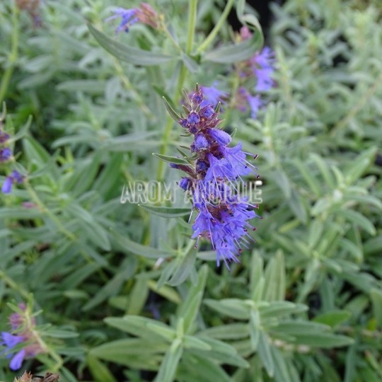 Hysope rampante, Hyssopus officinalis var.decumbens, Arom'antique.