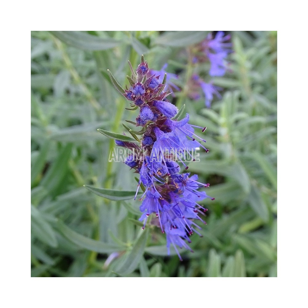 Hysope rampante, Hyssopus officinalis var.decumbens, Arom'antique.