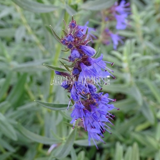 Hysope rampante, Hyssopus officinalis var.decumbens, Arom'antique.