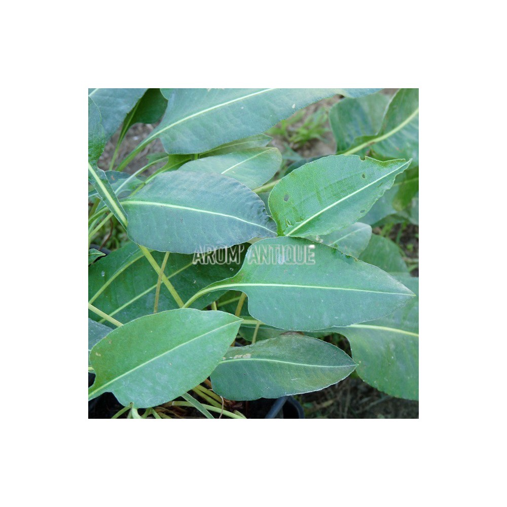 Renouée bistorte bio, Persicaria bistorta, Arom'antique, aromatiques.