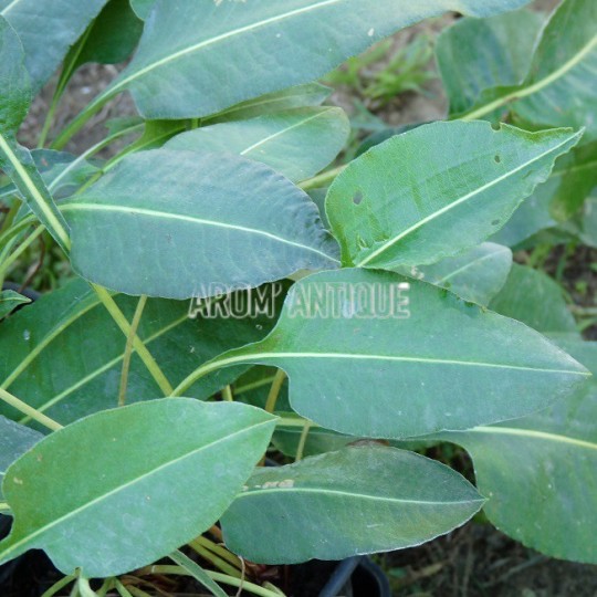 Renouée bistorte bio, Persicaria bistorta, Arom'antique, aromatiques.