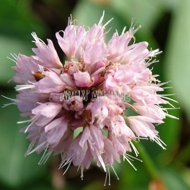 Renouée bistorte bio, Persicaria bistorta, Arom'antique, aromatiques. 2