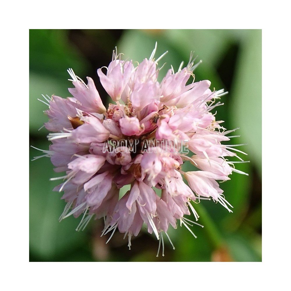 Renouée bistorte bio, Persicaria bistorta, Arom'antique, aromatiques.