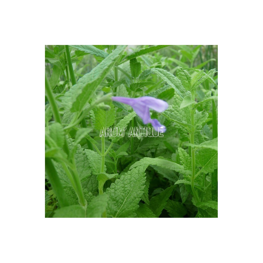 Cataire de Sibérie, Nepeta sibirica. Arom'antique, aromatiques bio.