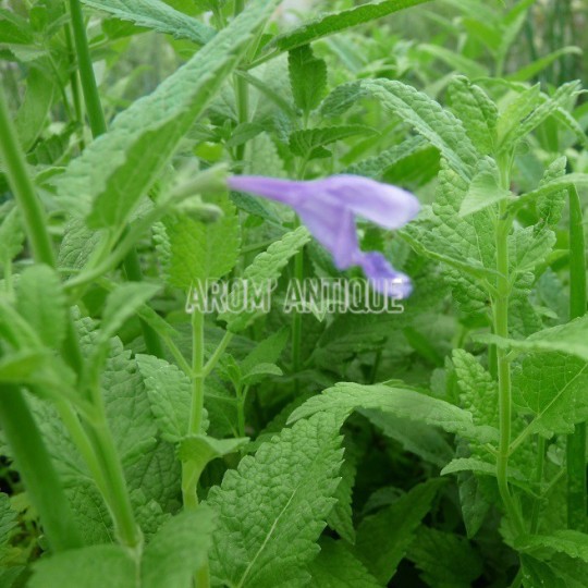Cataire de Sibérie, Nepeta sibirica. Arom'antique, aromatiques bio.