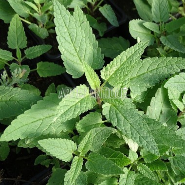 Cataire de Sibérie, Nepeta sibirica. Arom'antique, aromatiques bio. 2
