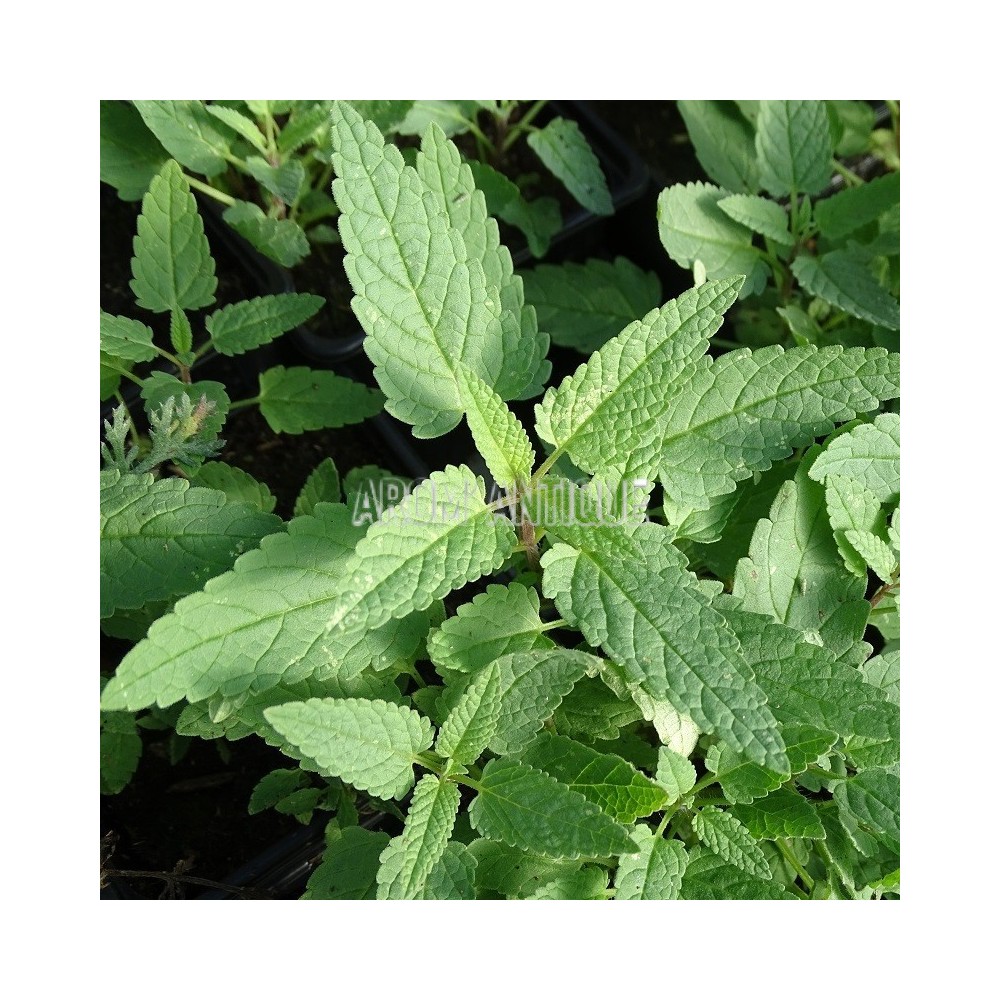 Cataire de Sibérie, Nepeta sibirica. Arom'antique, aromatiques bio.