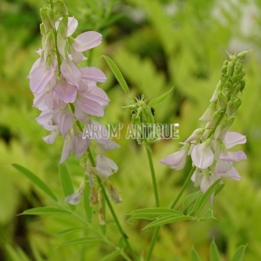 Rue de chèvre, galega officinalis, Arom'antique, aromatiques bio. 2