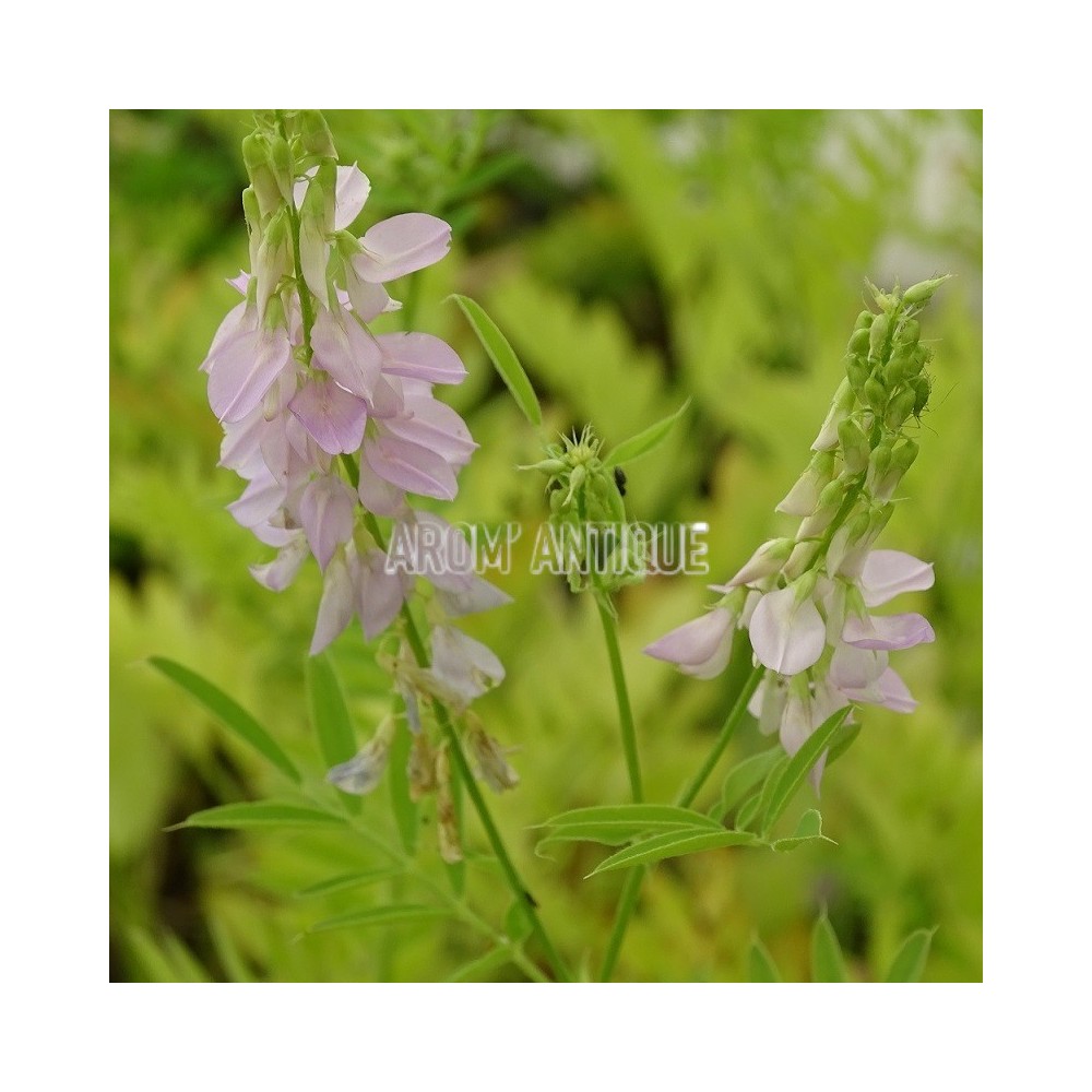 Rue de chèvre, galega officinalis, Arom'antique, aromatiques bio.