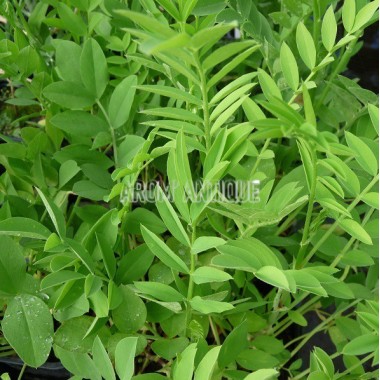 Rue de chèvre, galega officinalis, Arom'antique, aromatiques bio.